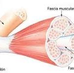 La fascia y la tecarterapia: guía científica para fisioterapeutas